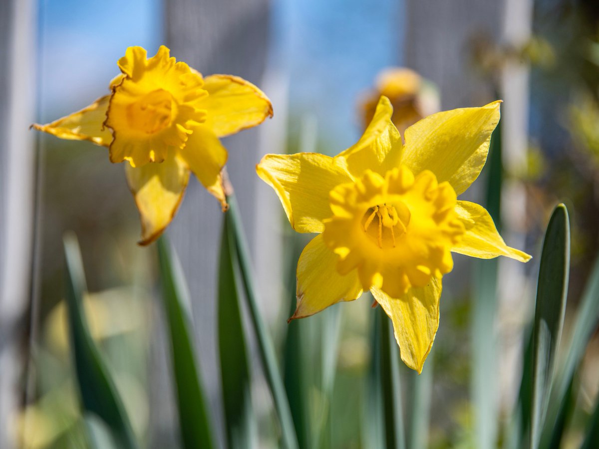 OHIO College of Health Sciences & Professions tweet media