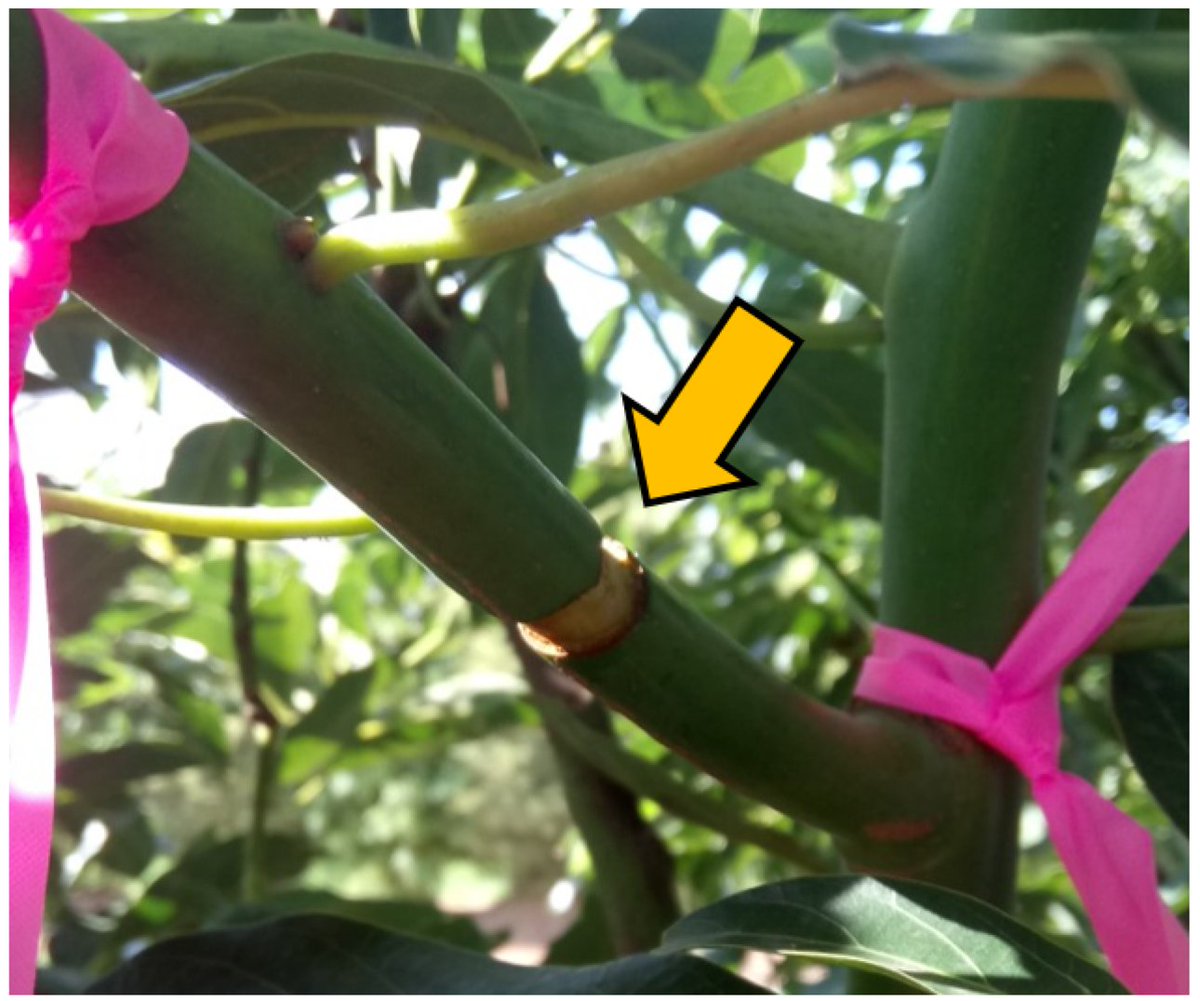 RemoteSens_MDPI's tweet image. 🥑🥑 Predicting Carbohydrate Concentrations in #Avocado and Macadamia #Leaves Using #Hyperspectral Imaging with Partial Least Squares Regressions and Artificial #NeuralNetworks

✍️ Shahla Hosseini Bai et al.
🔗 brnw.ch/21x0OuY