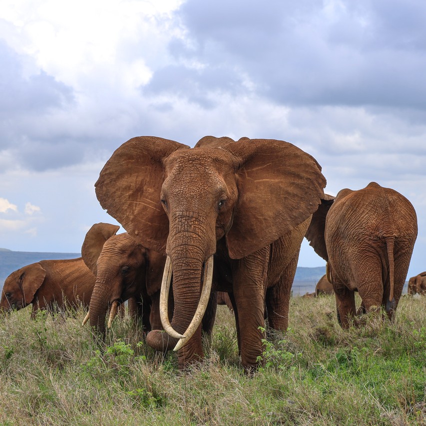 Lewa Wildlife Conservancy tweet media