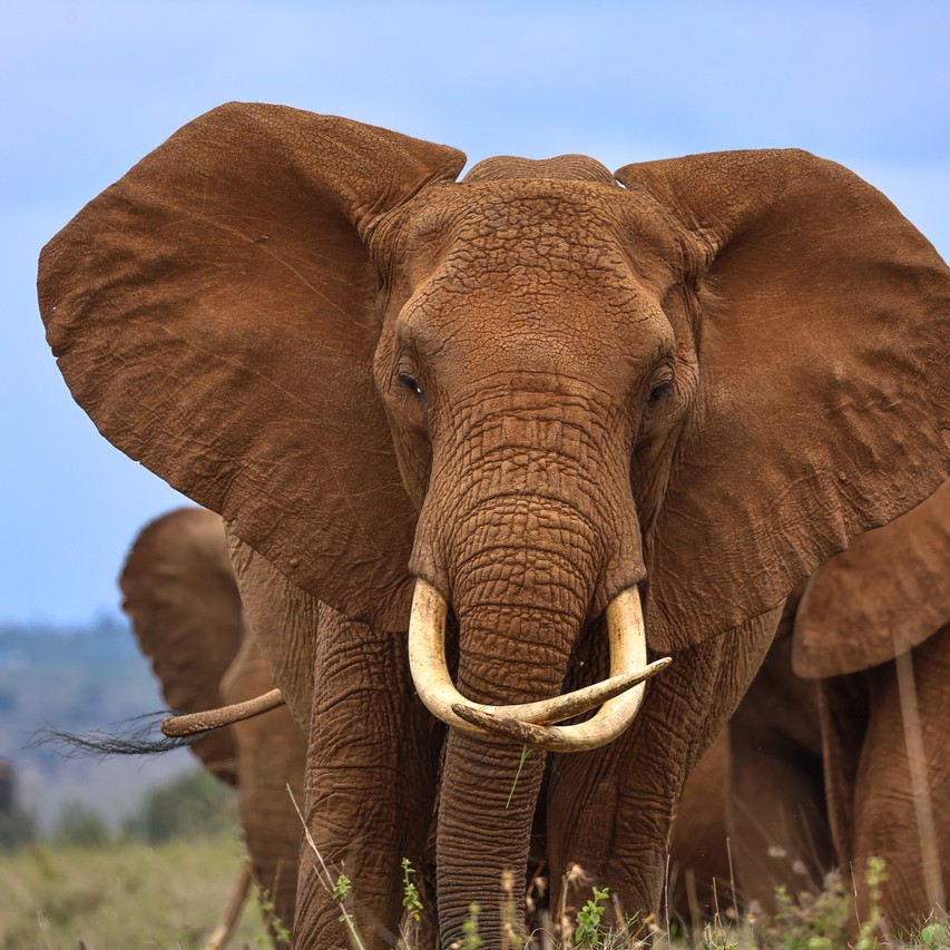 Lewa Wildlife Conservancy tweet media