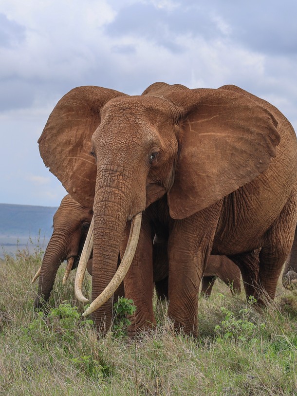 Lewa Wildlife Conservancy tweet media