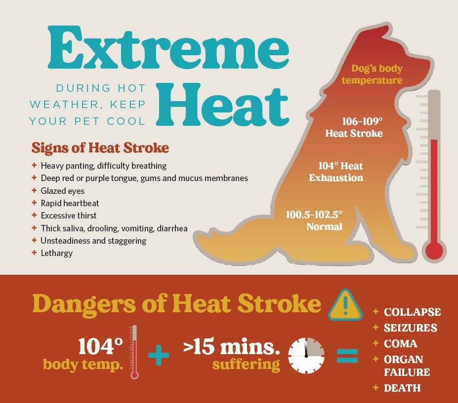 San Diego Humane Society tweet media