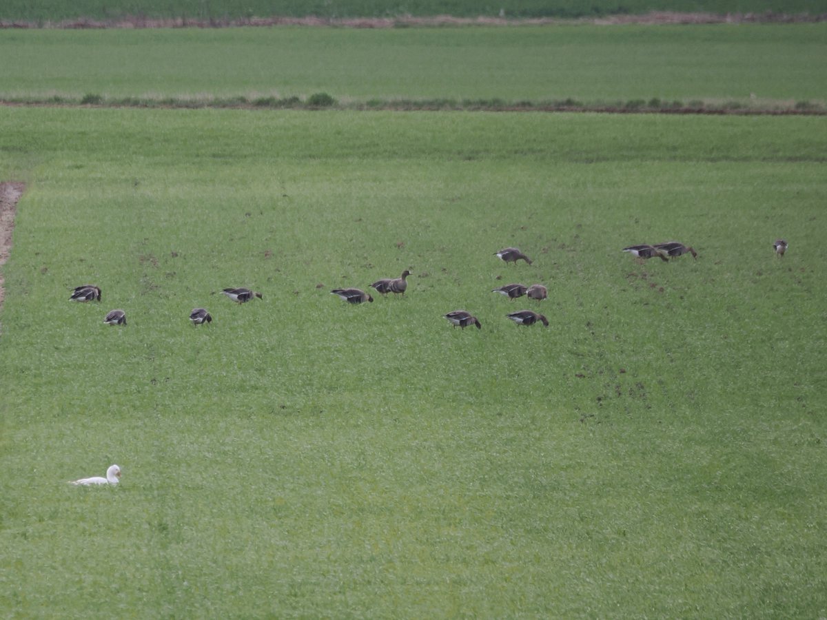 Harry's Birds & Wildlife tweet media