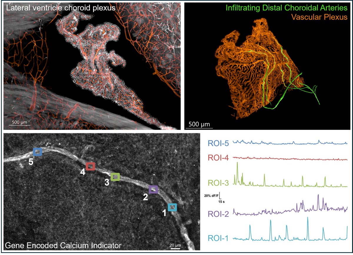 The Dani Lab tweet media