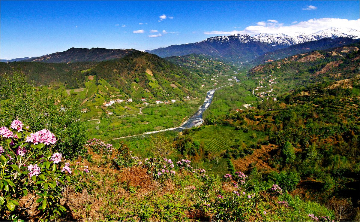 Feyiz Ermiş tweet media