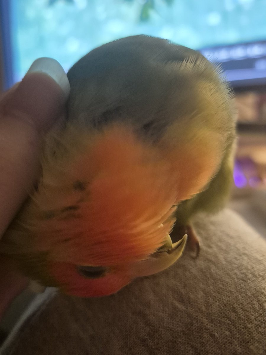 inusbij00's tweet photo. "GO TO SLEEP!!!" https://t.co/TeMcRUmnRN