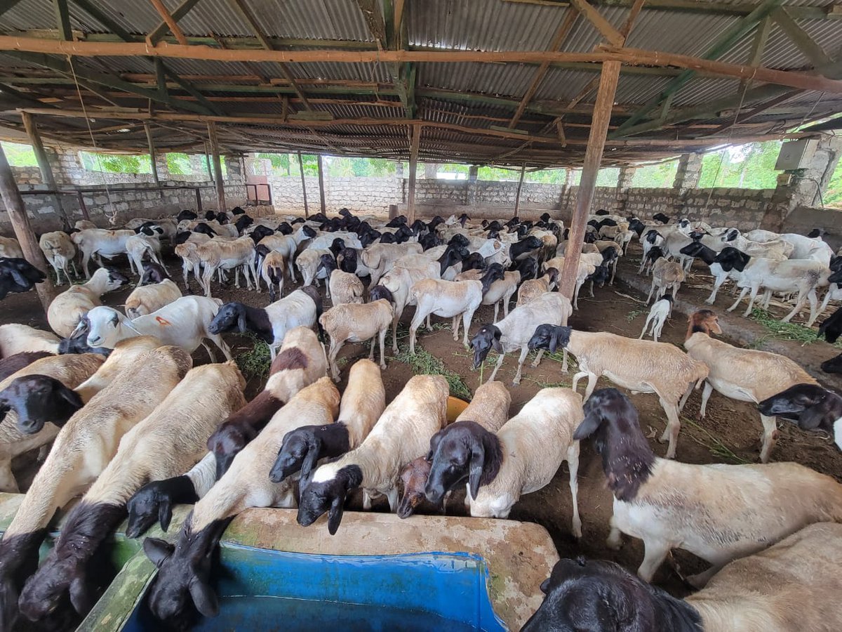 Mwamburi Mghenyi 🇰🇪 tweet media