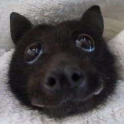 Oreoskys tweet media