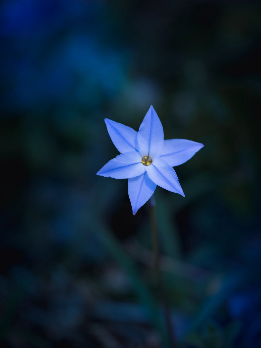 takao_camera's tweet photo. 花韮

ハナニラが咲いていました。南米原産。ヒガンバナ科。明治時代に観賞用として渡来。葉を傷付けるとニラのような匂いがするのでハナニラの名前がつきました。花には甘い芳香があります。夜は花を閉じ太陽が登ると太陽を追って花の向きを変える性質があります。
花言葉は、星に願いを。 https://t.co/Y6H4oWjw0K