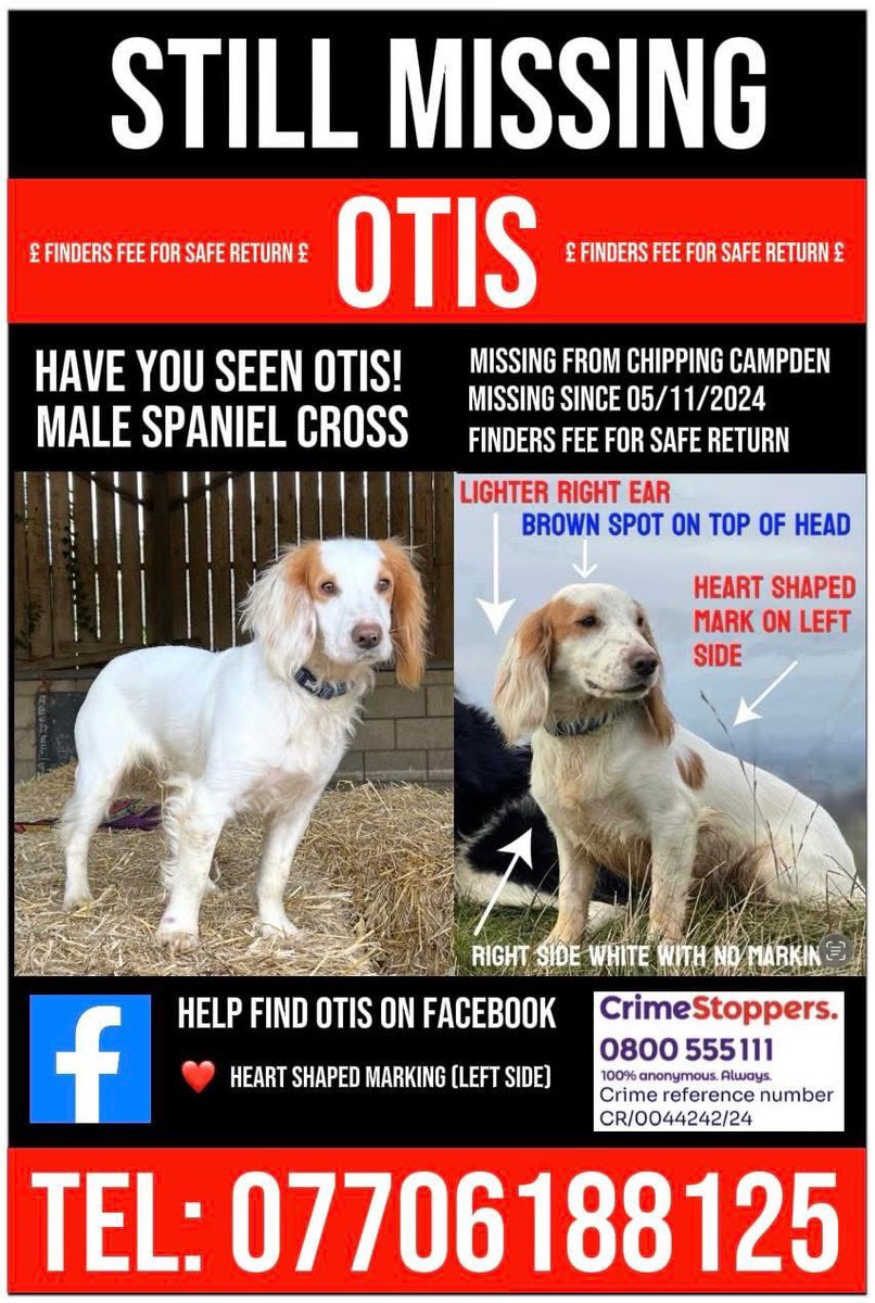 spaniel alert tweet media