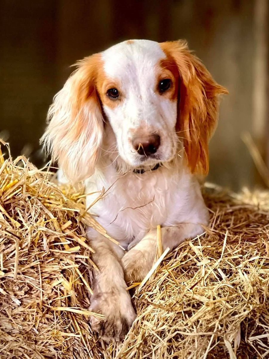 spaniel alert tweet media