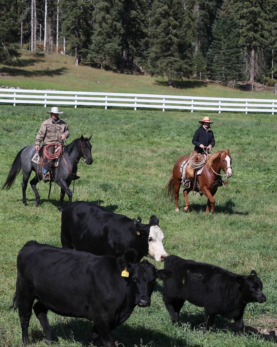 BC Agriculture Council tweet media