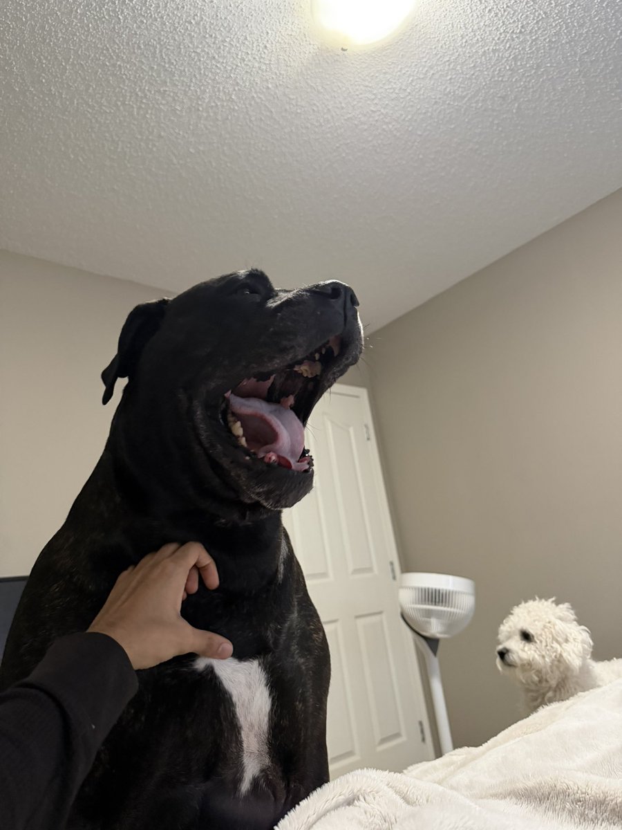 NabiSol7's tweet image. GmGm

make sure you got your notis on.

Gonna drop something later today.

Jus tryna retire w my dogs 👀

#notis #gm #launch #solana