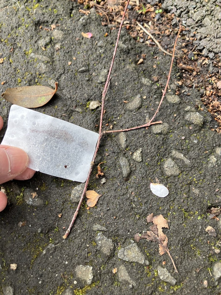 @_pickuplitter tweet media