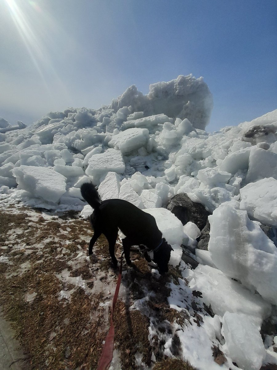 trapperwalt19's tweet photo. Hi there, peeps.  Been awhile since I've been on here. This is Angel, my best friend. Ice is piled up Sylvan Beach Oneida lake 3/26 https://t.co/K6wmNAjIz0