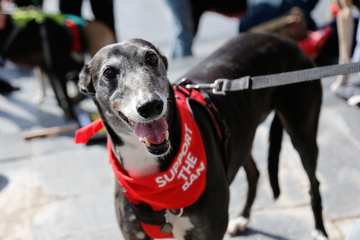 Dogs Trust 💛🐶 tweet media