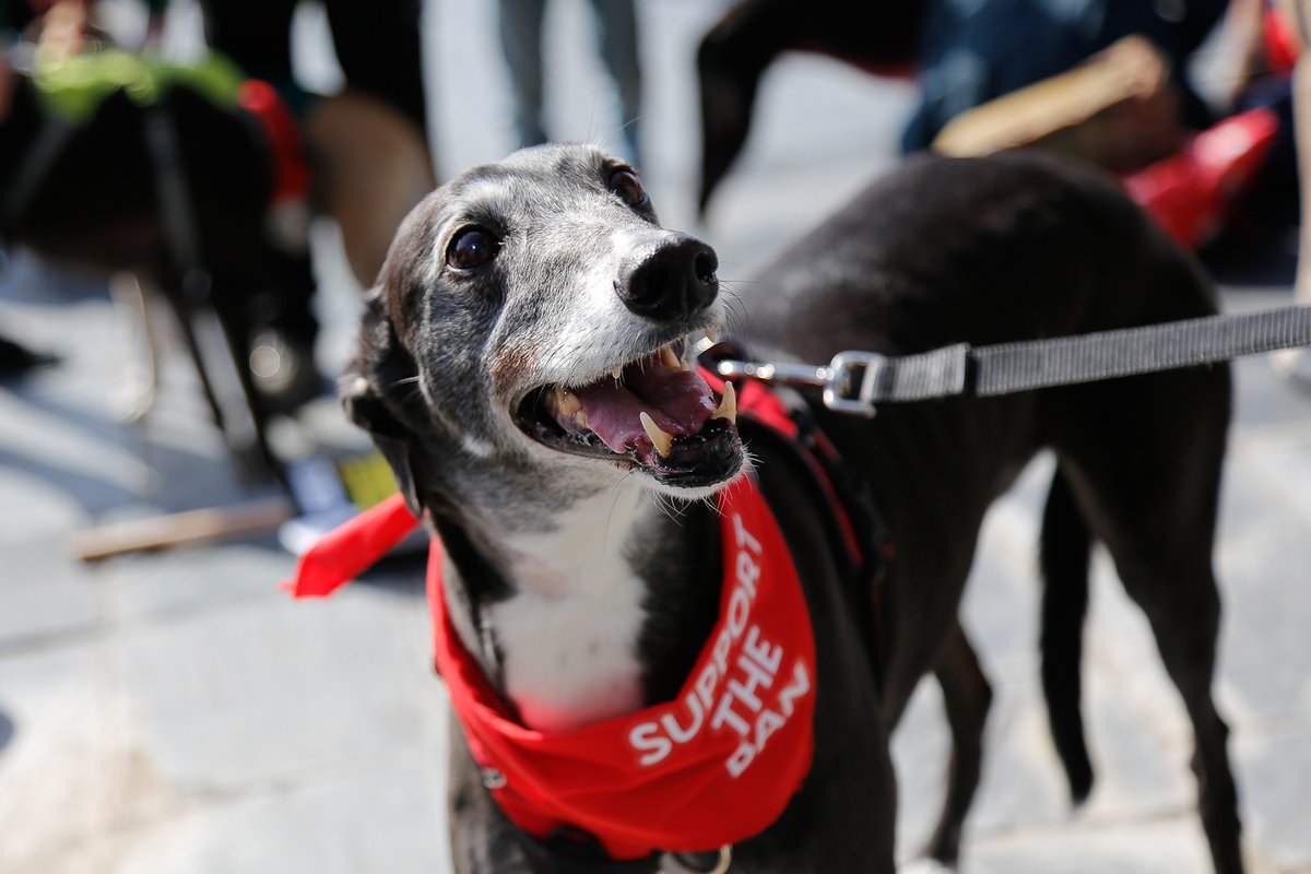 Dogs Trust 💛🐶 tweet media