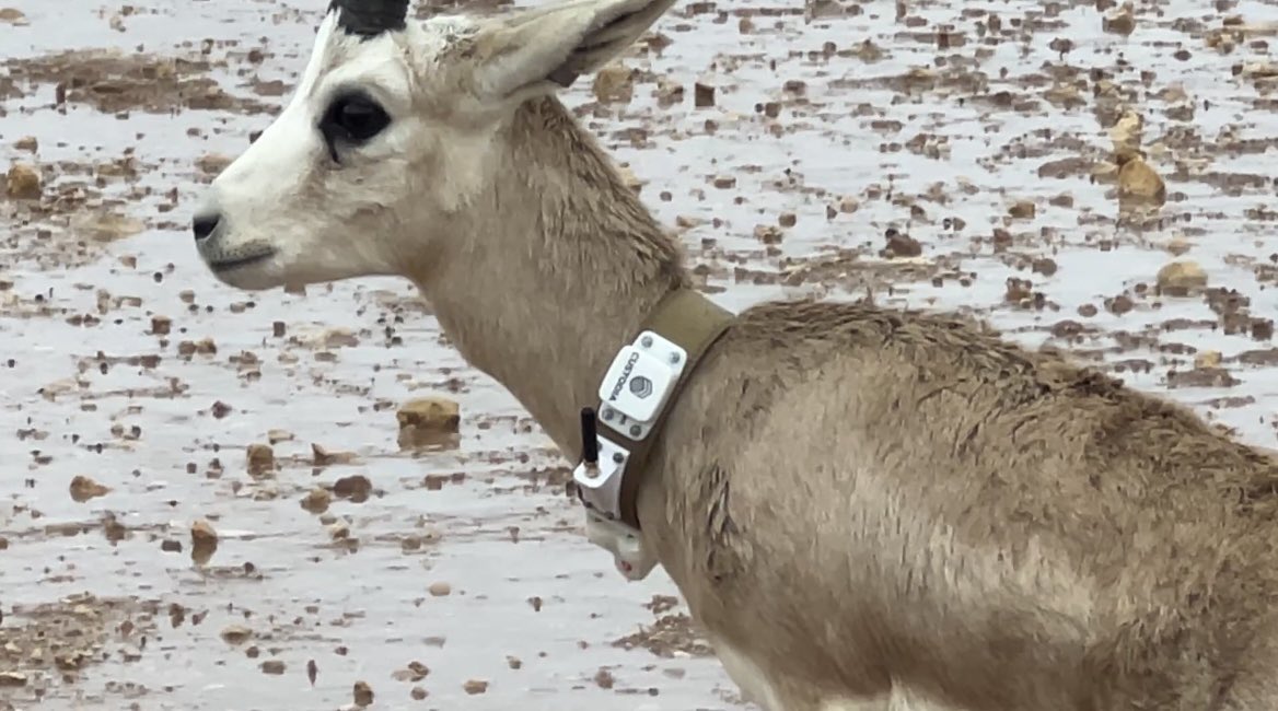 Gilberto Castro Sustaita tweet media