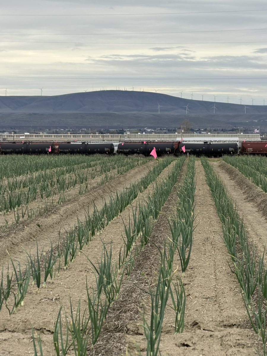 MS_Chattha15's tweet photo. Good day to rate our onion trial in eastern Washington https://t.co/6ONHsHXPYV