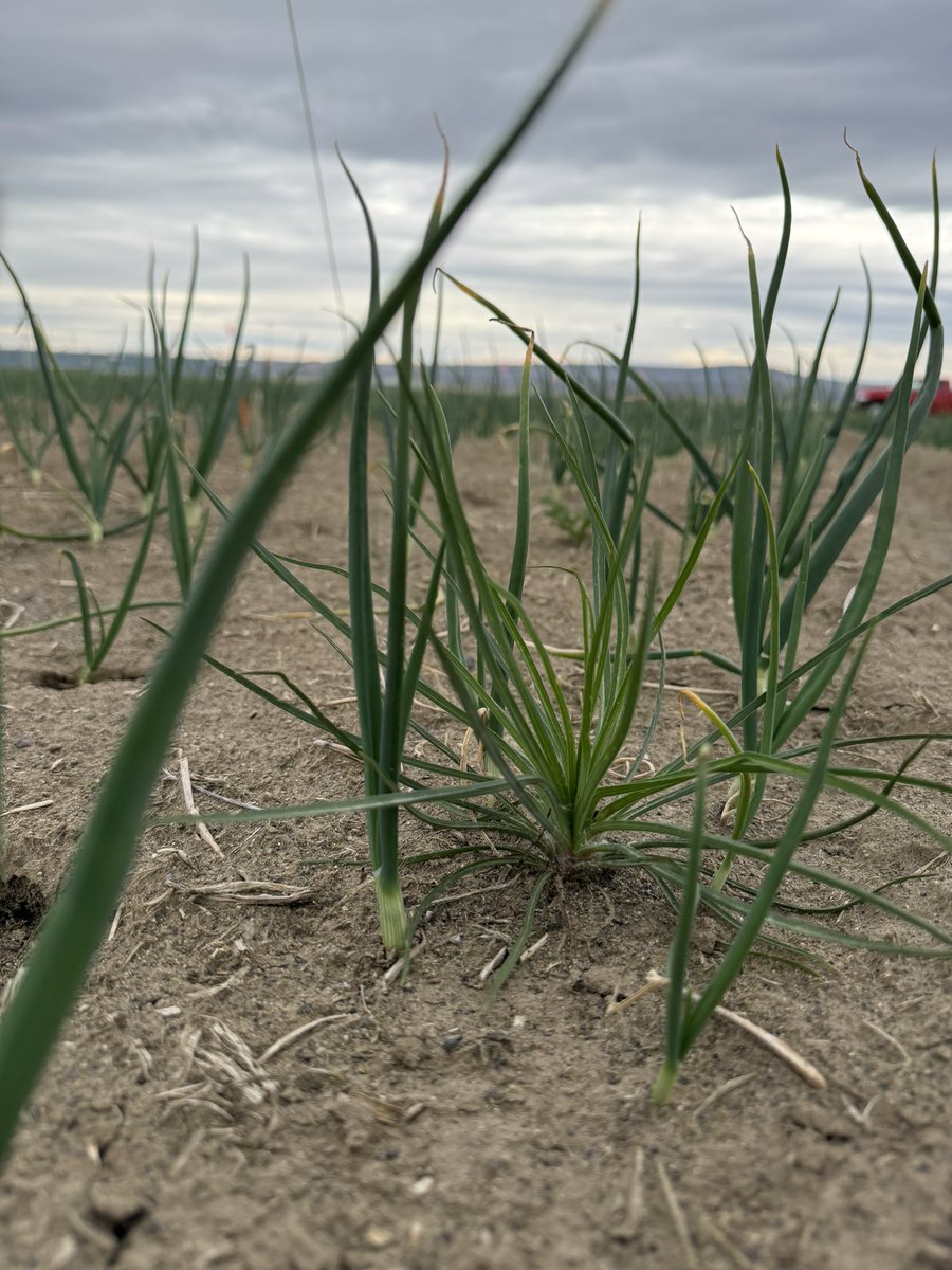 MS_Chattha15's tweet photo. Good day to rate our onion trial in eastern Washington https://t.co/6ONHsHXPYV