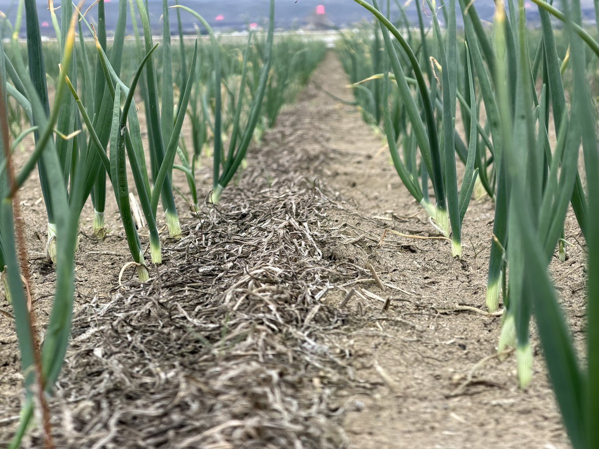 MS_Chattha15's tweet photo. Good day to rate our onion trial in eastern Washington https://t.co/6ONHsHXPYV