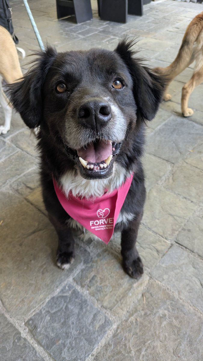 Caso 35-2026 Cristina es una hermosa perrita de unos cinco años es una Golden negra cariñosa, sociable tranquila y así quedó de hermosa  poder formulario y cambia una vida.
#adoptanocompres❤️ #adoptaunperro #familia