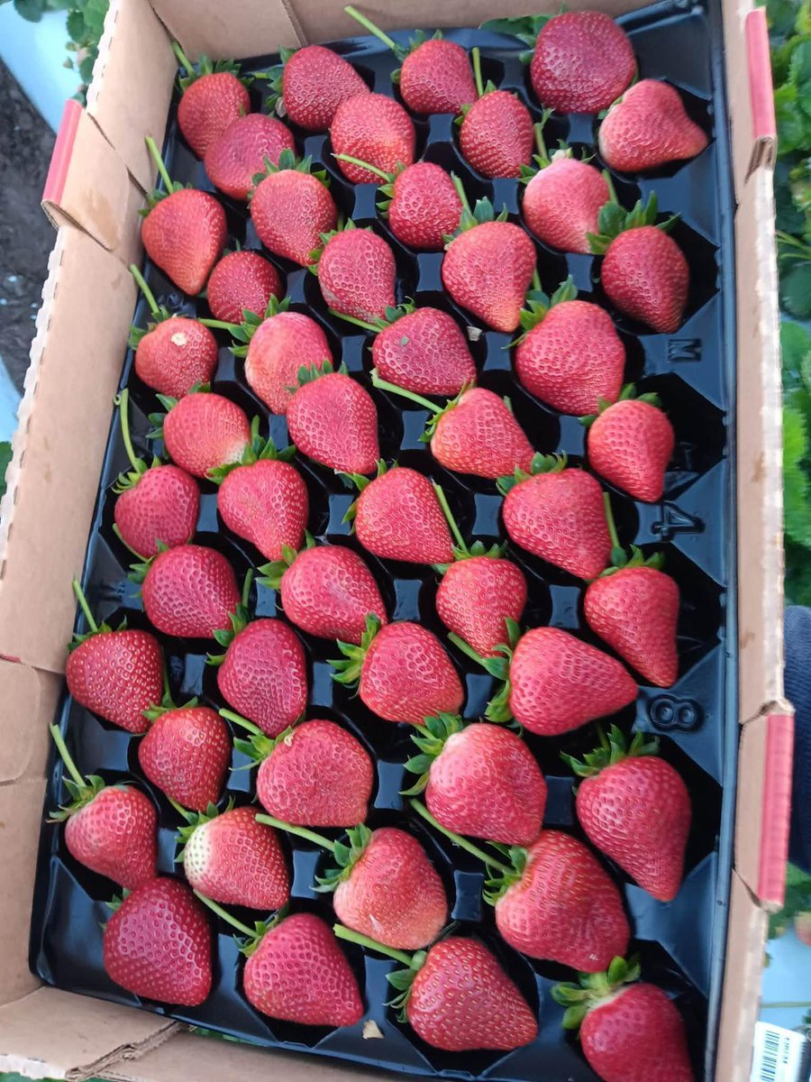 United Farm Workers tweet media