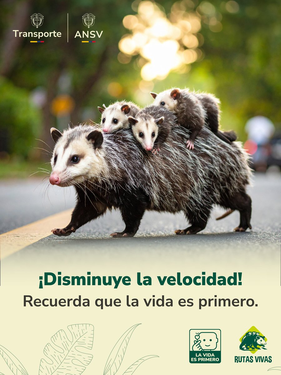 MinTransporteCo's tweet photo. #RutasVivas Respeta la velocidad permitida, en la vía todos merecemos llegar con vida. 🐒🐻🐦🦅🐴🐗🐖
@ansvcol https://t.co/f8hGj9vdIM