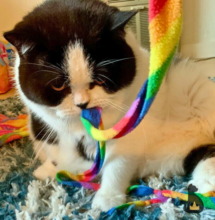 PreciousFur's tweet photo. 🌈We found the treasure at the end of the rainbow! Happy St. Catrick's Day! 🍀 https://t.co/MymydU0fil