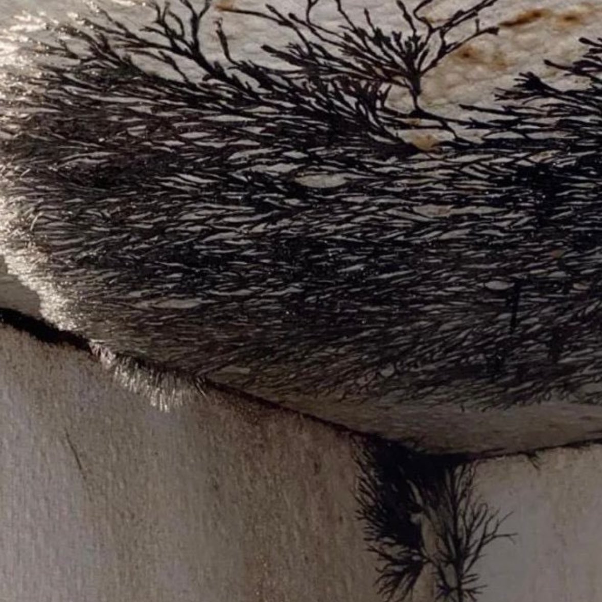 Gusholder Haber Bülteni tweet media