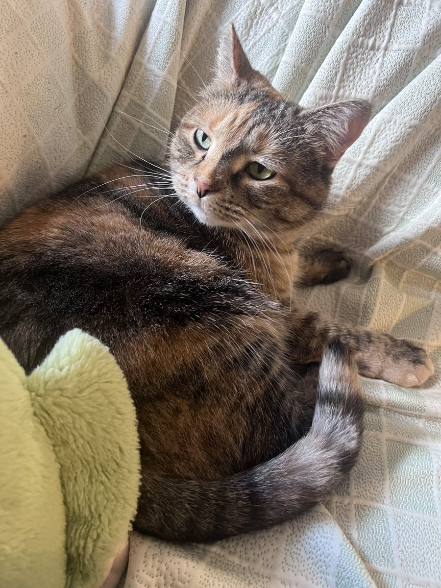 marble 🎱🐝 tweet media