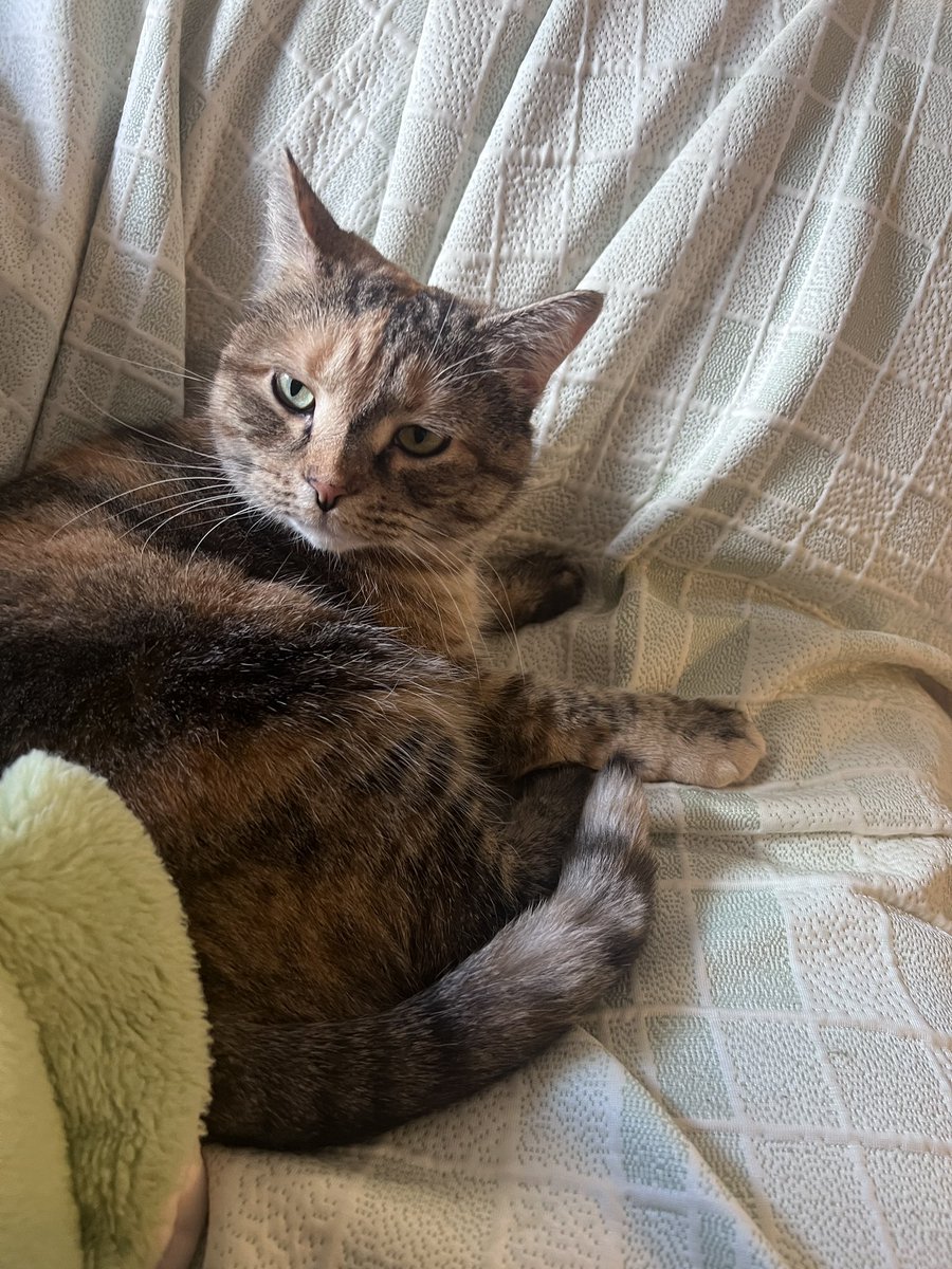 marble 🎱🐝 tweet media