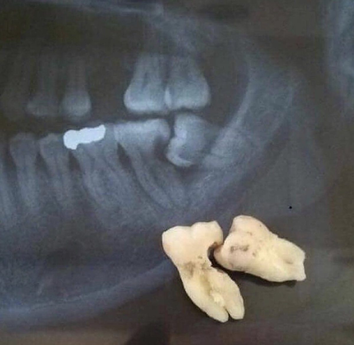 د. فواز الشمري tweet media