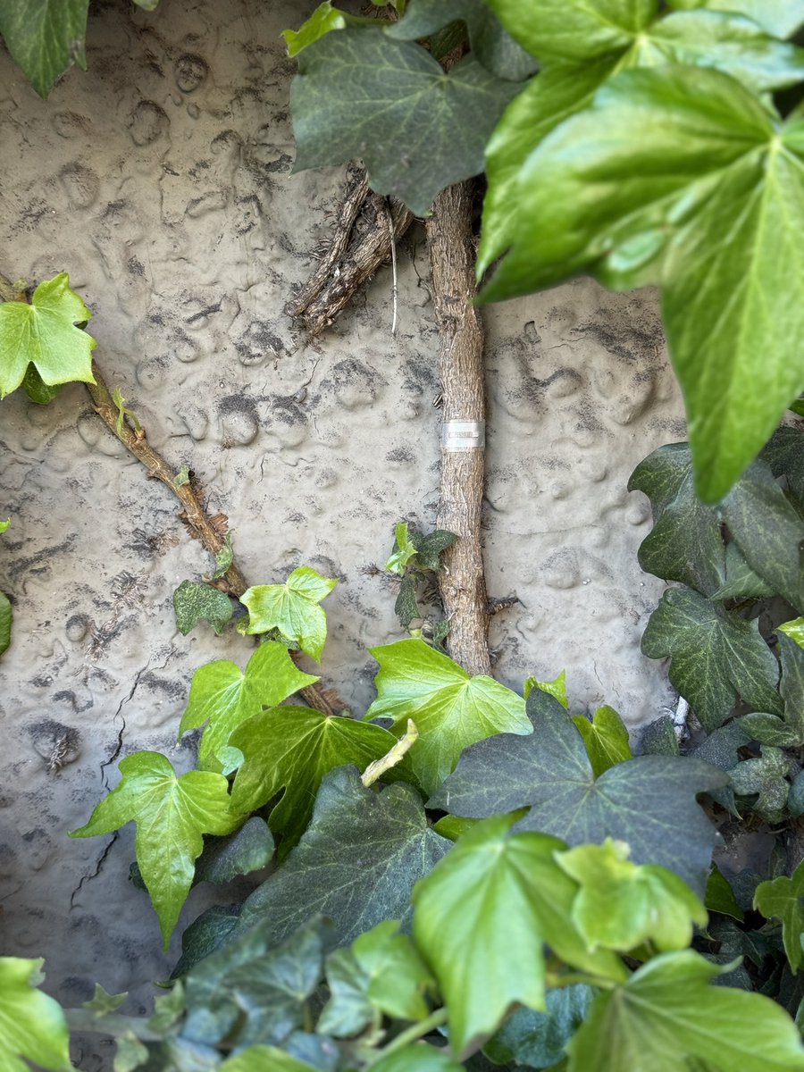 Chairman Birb Bernanke tweet media