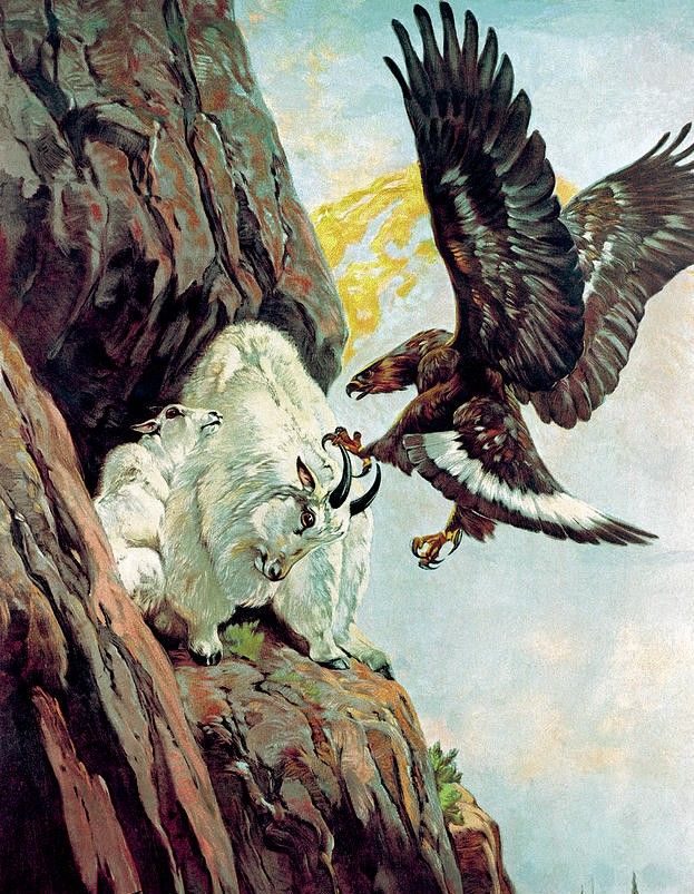 The Great Wild tweet media