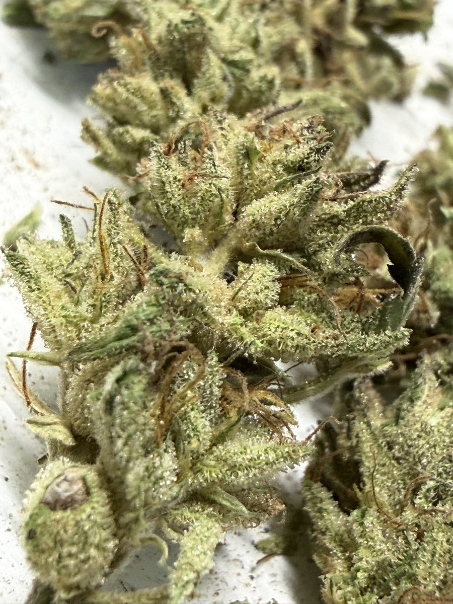 White Trailer hash tweet media