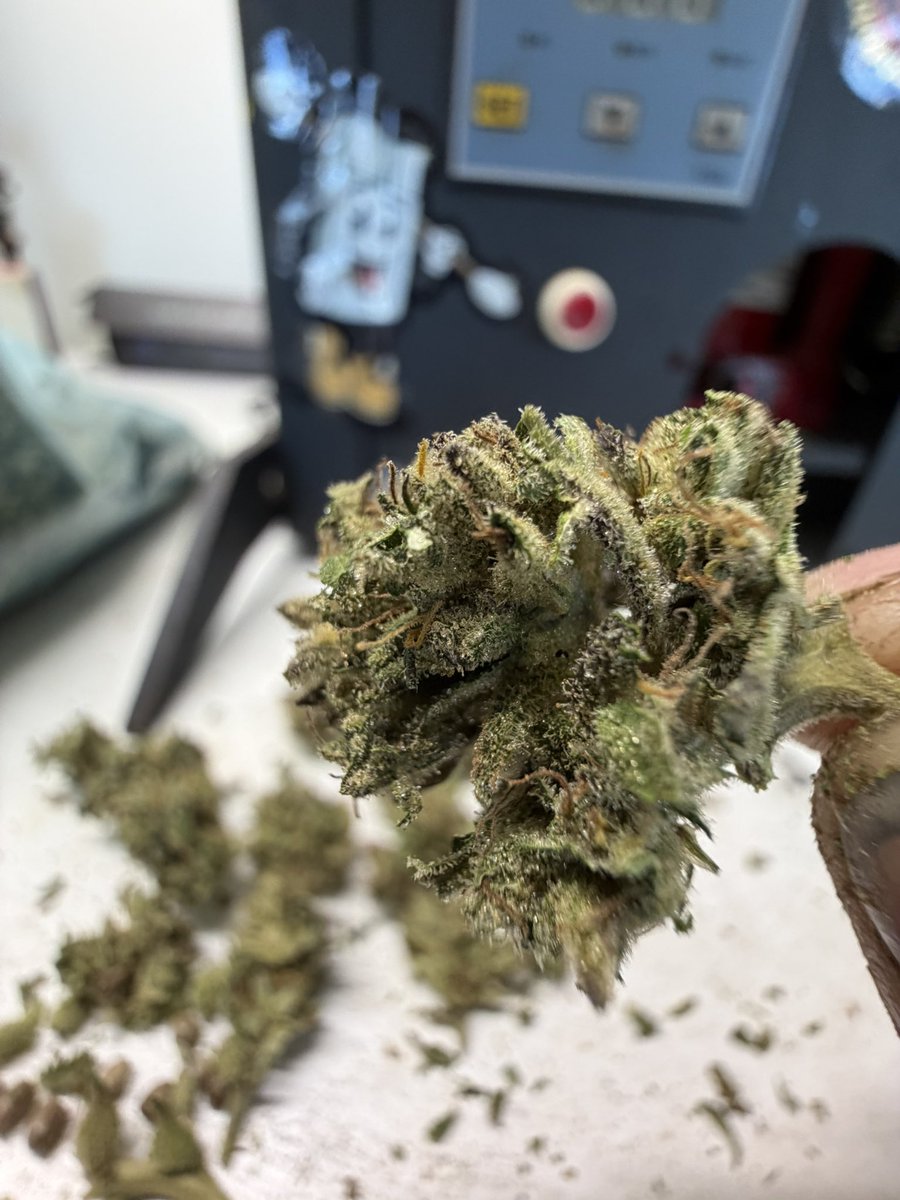 White Trailer hash tweet media