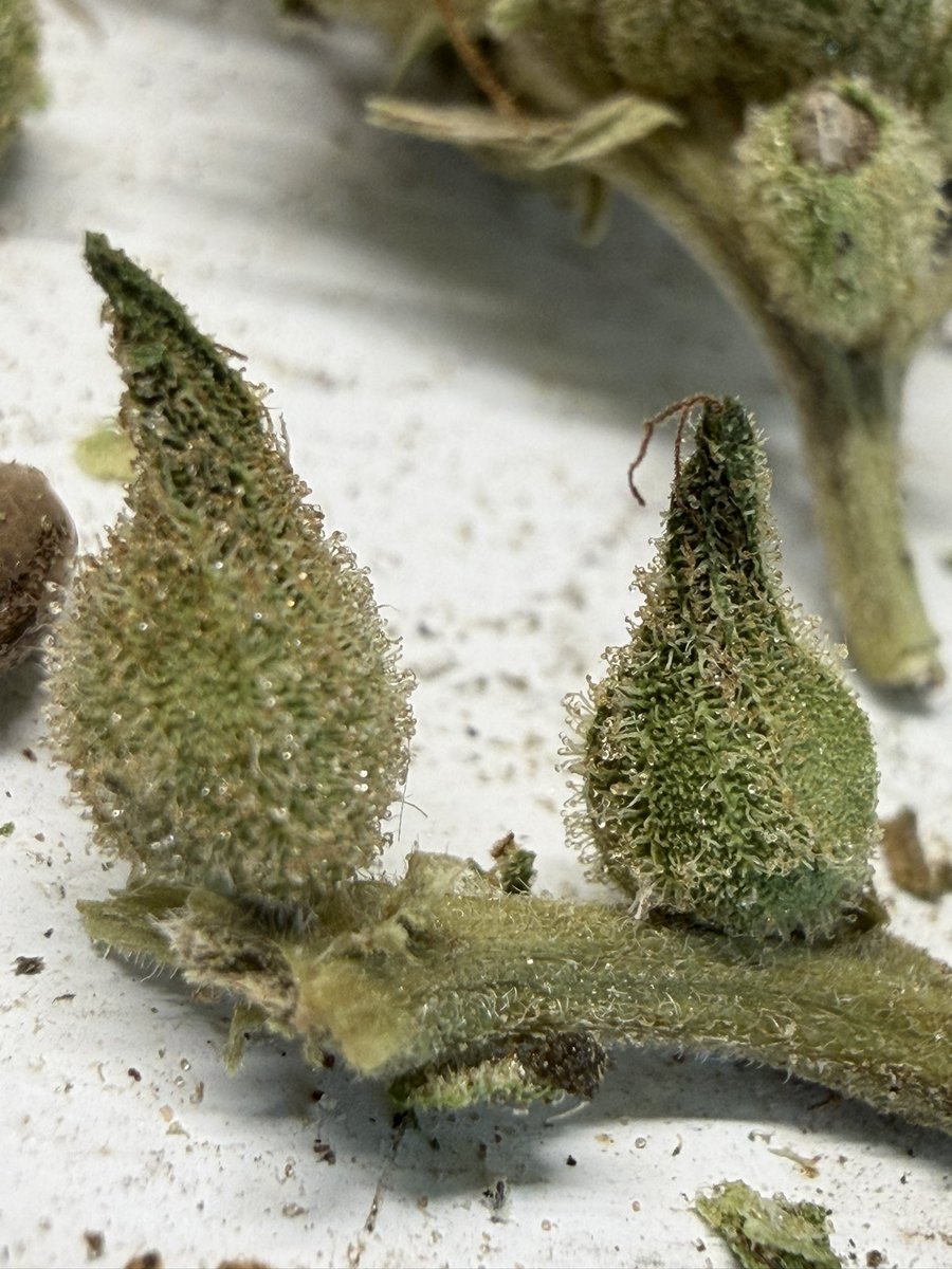 White Trailer hash tweet media