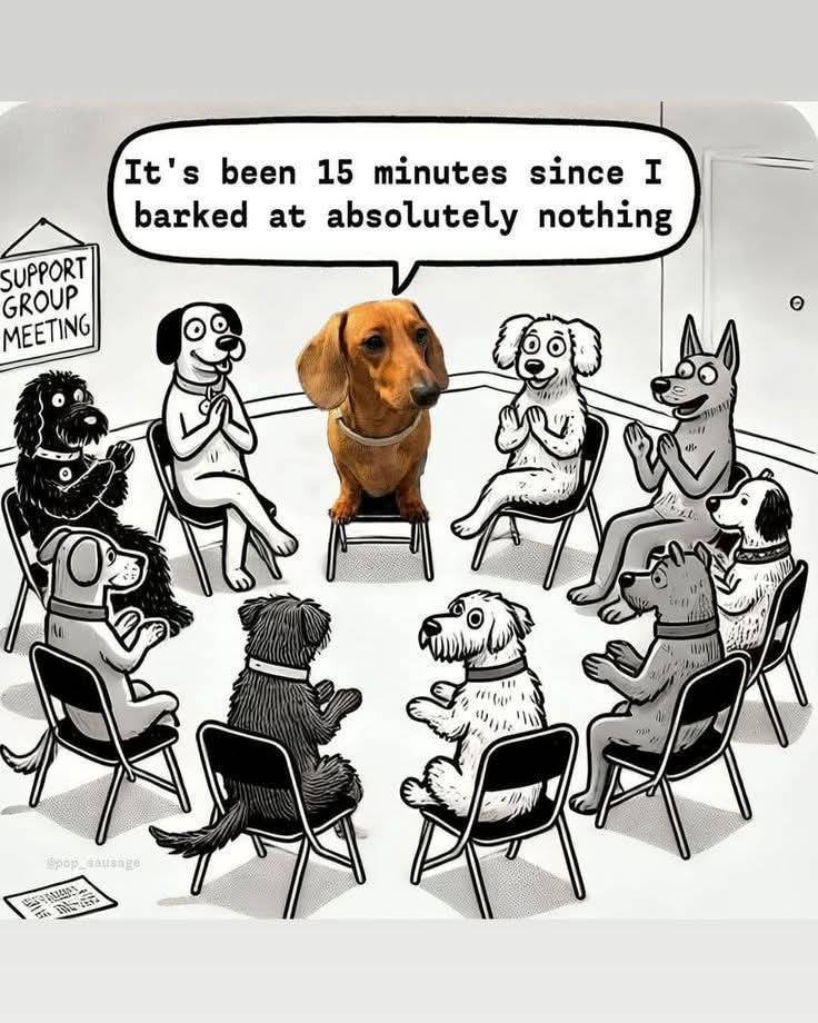 Heckin Good Dogs tweet media