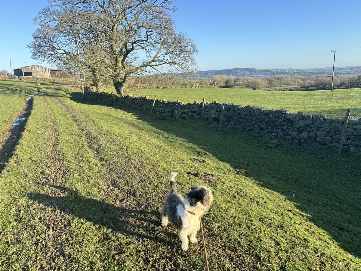 Pope Grumpnatious III tweet media