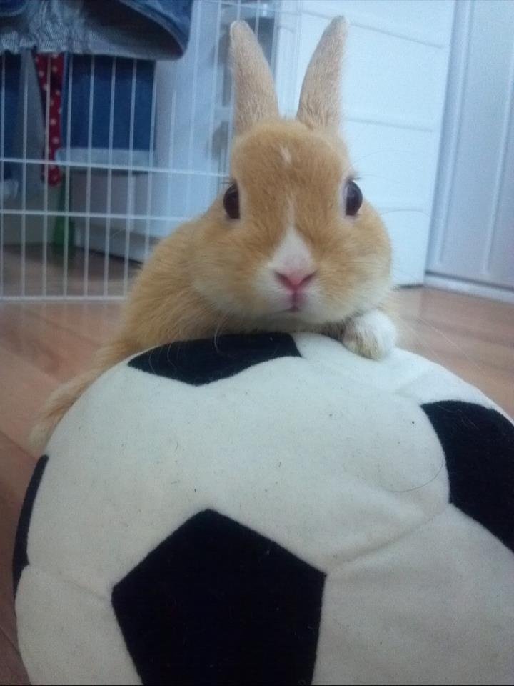 🐱 + 🐰 = 🧩 tweet media