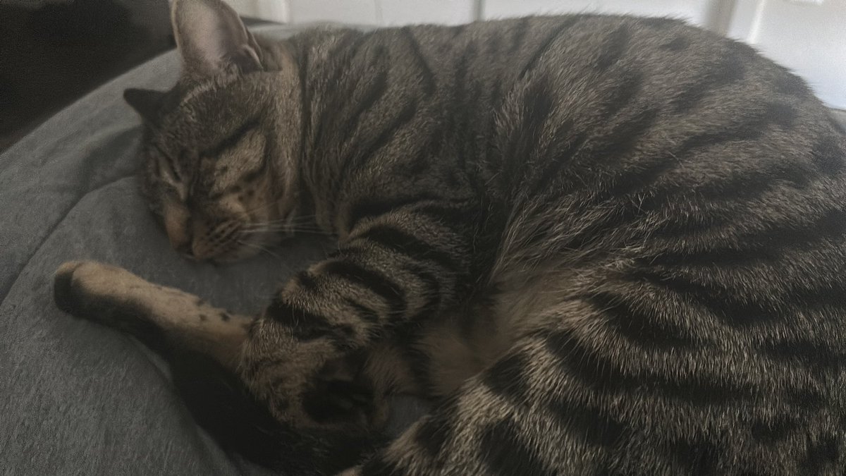 0X1HYU3A's tweet photo. his ass is now finally neutered #virginforlife https://t.co/HbP6DzCzWs