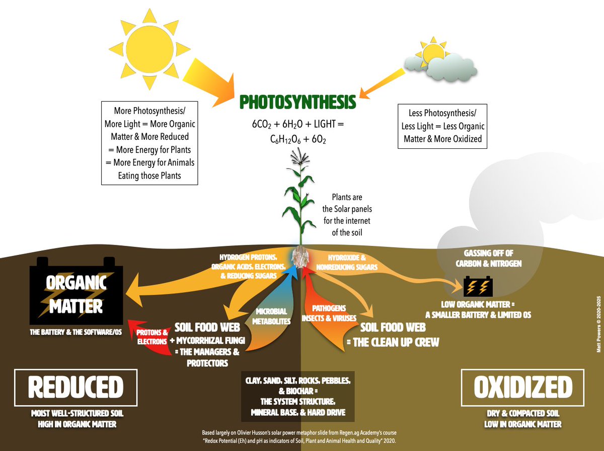 MattPowersSoil's tweet image. Plants are solar panels that build &amp;amp; energize #soil while releasing #oxygen which we all rely upon. If we let them do their work, we build soil while we grow food. 
Learn more with #RegenerativeSoil: matt-powers.mykajabi.com/regenerativeso…