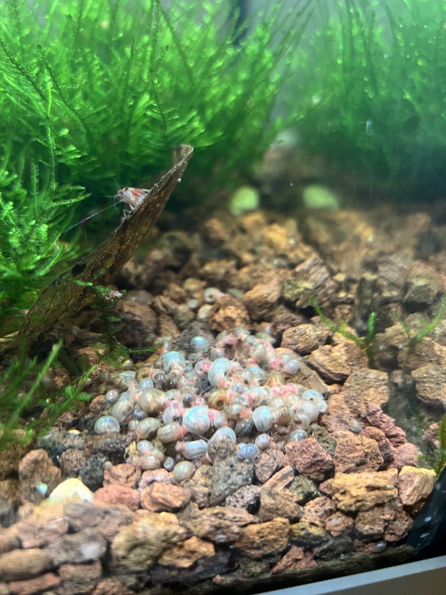 Todo eso son caracoles acuáticos comiendo