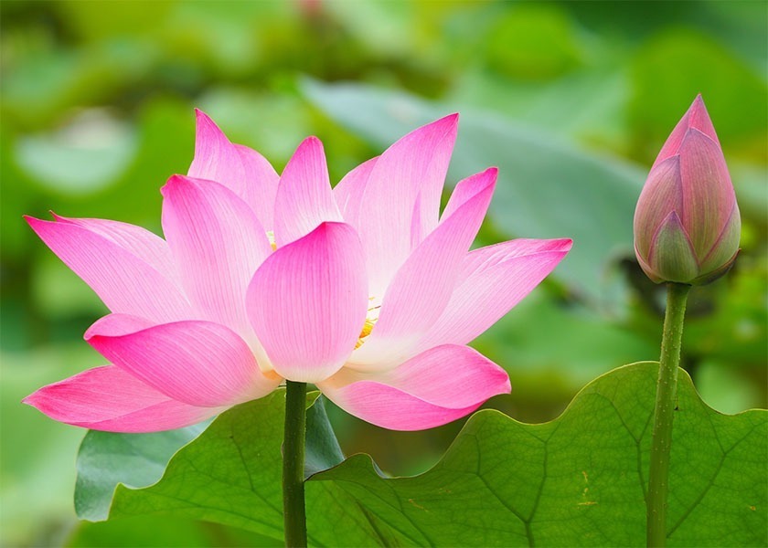 MinghuiFr's tweet photo. Le Maître est à mes côtés, m’offrant des encouragements à tout moment. #Spiritualité #Dafa #FalunDafa #Croyance #Encouragements https://t.co/VqIttbndPM https://t.co/GoR4rygHhp