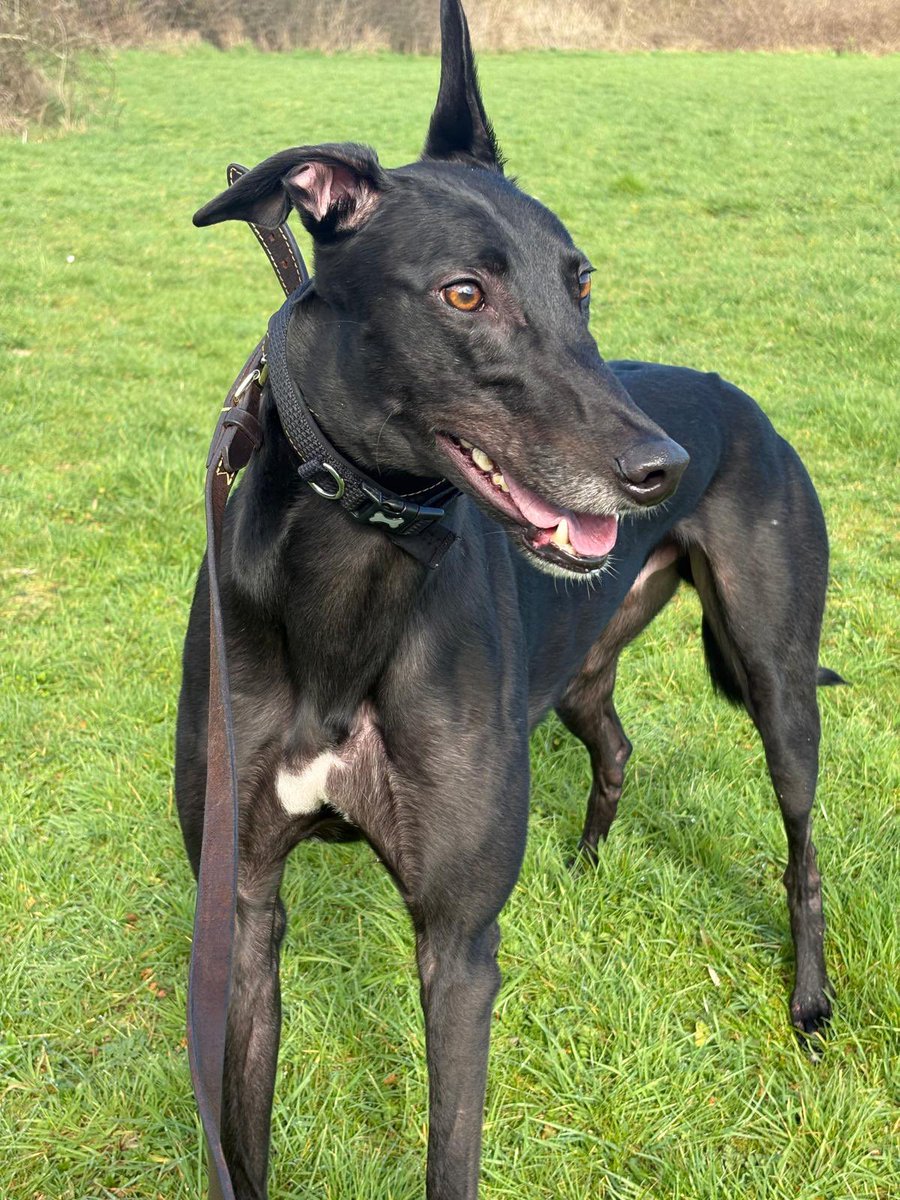 Best of luck to our beautiful boy, Dennis (Sehnsa Amigo) in the Golden Sprint final on Friday. Fantastic training achievement by Bradley, Natasha and Nova. <a href="/StoweRacing/">Stowe Racing</a>