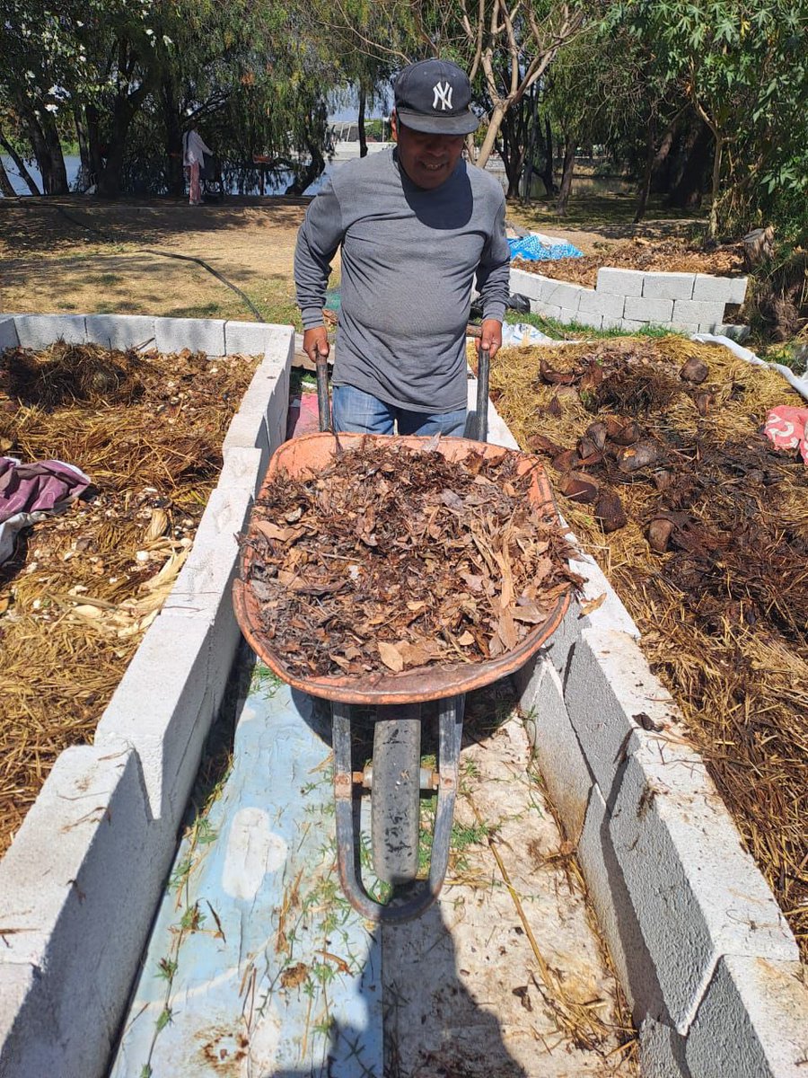 Lo que antes era residuo, hoy se convierte en oportunidad para nuestra ciudad.

En el Parque Laguna de Chapulco impulsamos un proyecto de lombricomposta que permitirá producir composta natural para fortalecer áreas verdes y espacios públicos. 🌱

Así construimos una #Puebla más