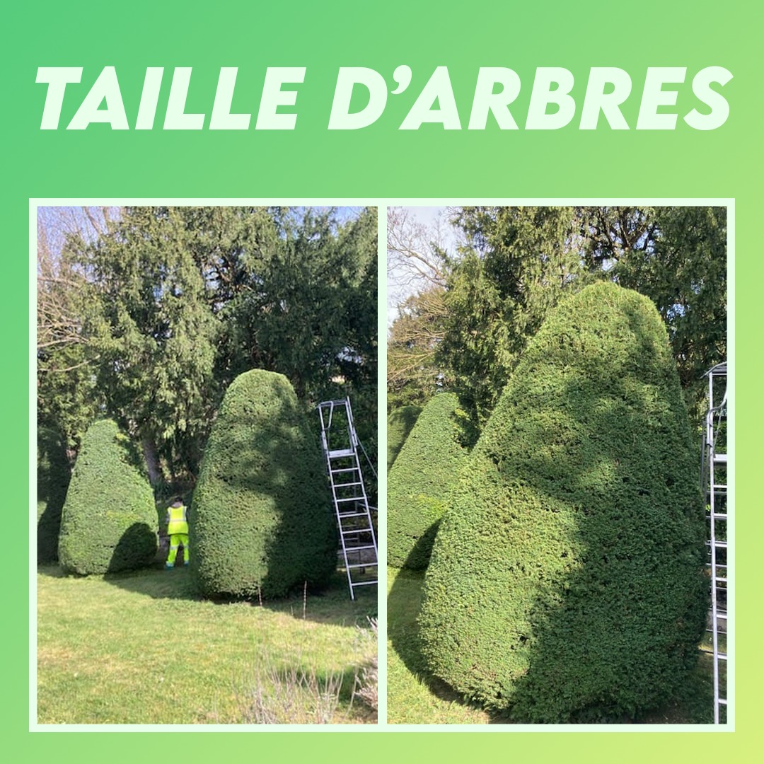 Villeneuve94190's tweet photo. #ESPACESVERTS | Taille d'arbres ✂️
La taille des ifs du conservatoire a été réalisée hier. 🌳

Ces interventions permettent de préserver la santé des végétaux, de maîtriser leur développement et de maintenir un cadre agréable pour tous. 🌿 https://t.co/eHgqZZYuY2