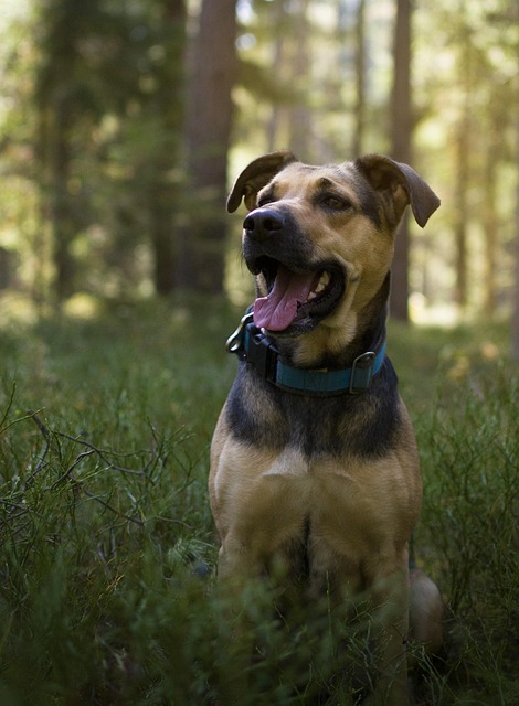 Joshua Darkshnar tweet media