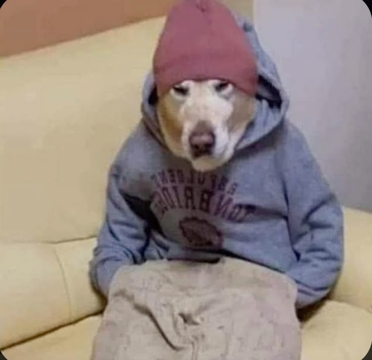 Eugenio Médico Y Meme tweet media